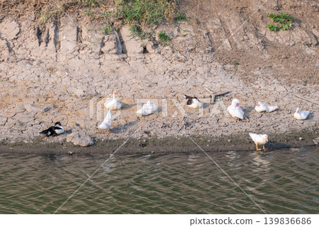 Group of ducks resting walking along dry riverbank beside water creating peaceful rural wildlife atmosphere 139836686