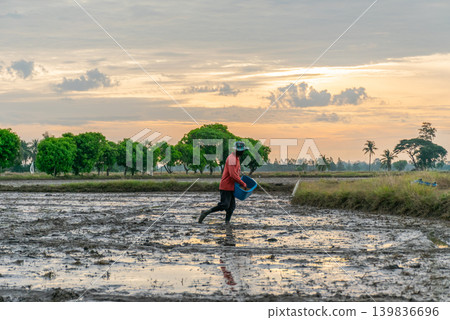 Farmer walks through muddy rice field at sunrise preparing farmland rural agriculture lifestyle peaceful countryside atmosphere Farmer walks through muddy rice field at sunrise preparing farmland rural agriculture lifestyle peaceful countryside atmosphere 139836696