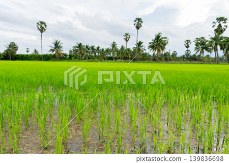 Fresh green rice field tropical palm trees under cloudy sky showing rural agriculture natural countryside landscape Fresh green rice field tropical palm trees under cloudy sky showing rural agriculture natural countryside landscape 139836698