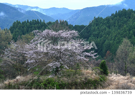 A single cherry tree in Arise 1 (Arise, Kahoku-cho, Kami City, Kochi Prefecture) A single cherry tree in Arise 1 (Arise, Kahoku-cho, Kami City, Kochi Prefecture) 139836739