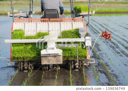 Rice planting Rice planting 139836749