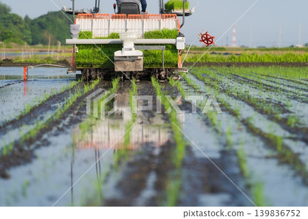 如何種植水稻 139836752