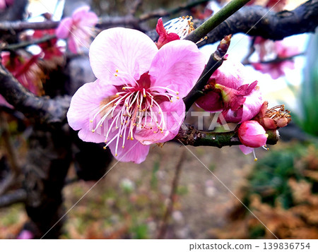 Delicate pink flowers adorn the red plum blossoms as they begin to bloom. Delicate pink flowers adorn the red plum blossoms as they begin to bloom. 139836754
