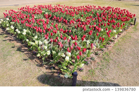 Winter-blooming, in full bloom, vibrant tulip flowers Winter-blooming, in full bloom, vibrant tulip flowers 139836780