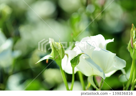 Flowers in a rose garden 139836816