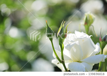 Flowers in a rose garden Flowers in a rose garden 139836818