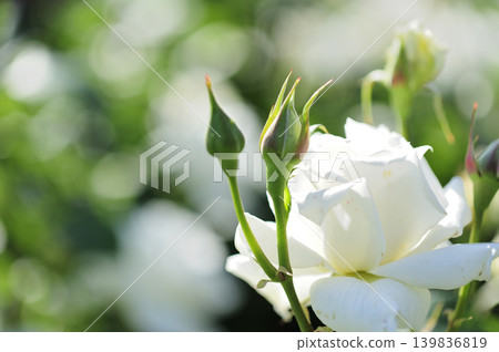 玫瑰花園裡的花 139836819