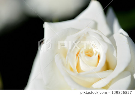 玫瑰花園裡的花 玫瑰花園裡的花 139836837