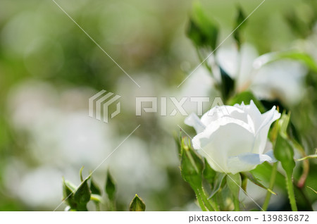玫瑰花園裡的花 玫瑰花園裡的花 139836872