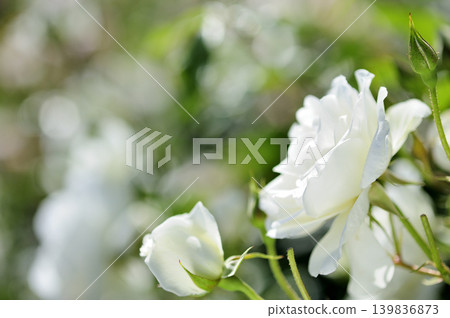 玫瑰花園裡的花 玫瑰花園裡的花 139836873