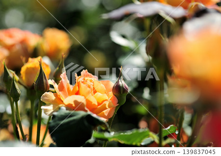 Flowers in a rose garden Flowers in a rose garden 139837045