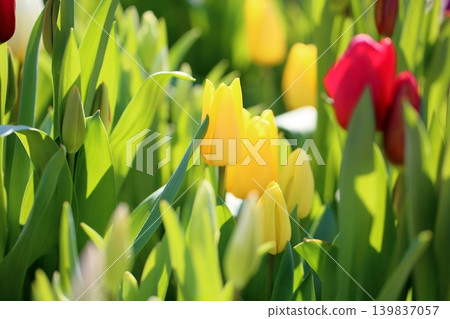 Winter-blooming, in full bloom, bright tulip flowers Winter-blooming, in full bloom, bright tulip flowers 139837057