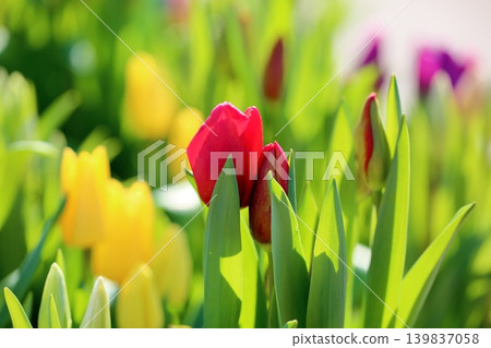 Winter-blooming, in full bloom, vibrant tulip flowers Winter-blooming, in full bloom, vibrant tulip flowers 139837058