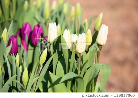 冬日盛開,清爽怡人的鬱金香花 冬日盛開,清爽怡人的鬱金香花 139837060