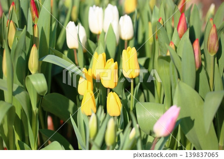 Winter-blooming, in full bloom, bright tulip flowers 139837065