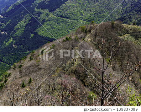 登山/健行:龜森山的廣闊竹林沐浴在初夏的陽光下。 登山/健行:龜森山的廣闊竹林沐浴在初夏的陽光下。 139837099