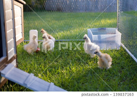 Keeping domestic chicken in free range chicken coop on home backyard. Poultry hen house with green grass in suburban garden Keeping domestic chicken in free range chicken coop on home backyard. Poultry hen house with green grass in suburban garden 139837163
