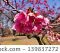 櫻花（Kanhizakura） 139837272