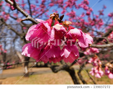 櫻花(Kanhizakura) 櫻花(Kanhizakura) 139837272