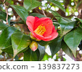 山茶花 139837273