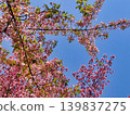 河津櫻花（上）和岡龜櫻花（下） 139837275