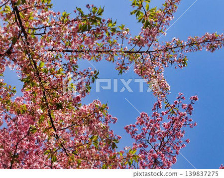 河津櫻花（上）和岡龜櫻花（下） 139837275