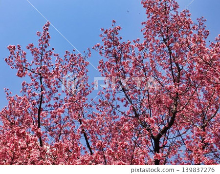 Sexy cherry blossoms 139837276