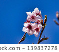 白色櫻花 139837278