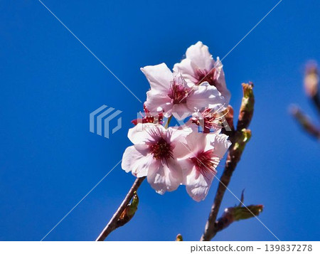 白色櫻花 白色櫻花 139837278