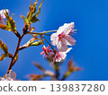 白櫻花 139837280