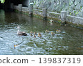 Mallard family 001 139837319