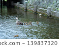 Mallard family 002 139837320