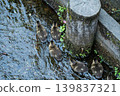 Mallard family 003 139837321