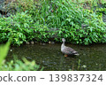 Mallard family 006 139837324