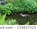 Mallard family 007 139837325