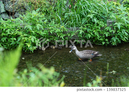 Mallard family 007 Mallard family 007 139837325