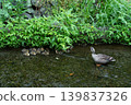 Mallard family 008 139837326