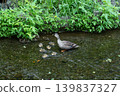 Mallard family 009 139837327