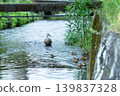 Mallard family 010 139837328