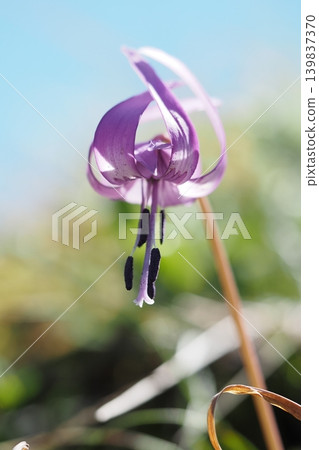 Uplifting of flowers 139837370