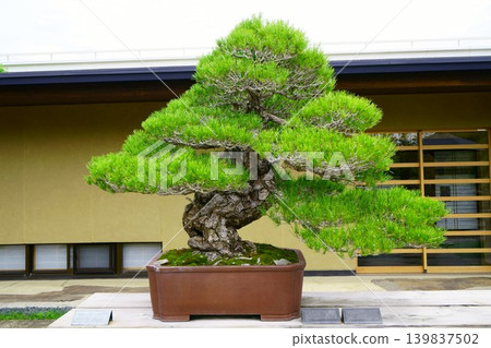 9647 盆景 日本黑松“舞獅” 9647 盆景 日本黑松“舞獅” 139837502