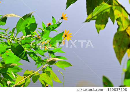 埼玉縣吉見町八丈湖畔的菊芋花 埼玉縣吉見町八丈湖畔的菊芋花 139837508