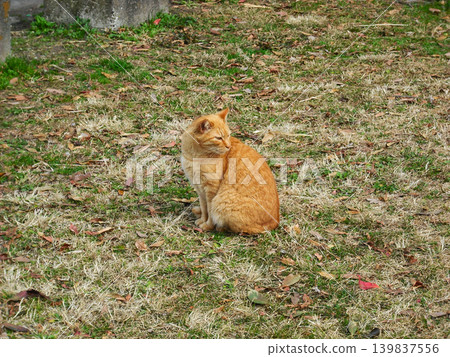 A tabby stray cat stands quietly on the withered grass. A tabby stray cat stands quietly on the withered grass. 139837556