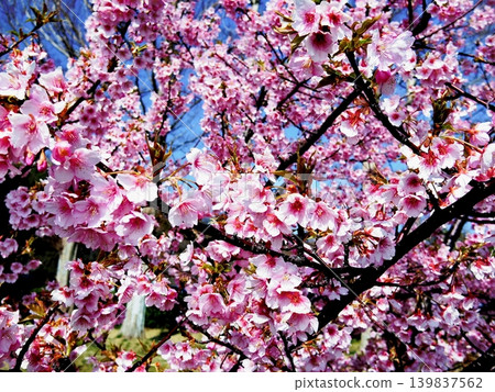 Kawazu cherry blossoms in full bloom against a blue sky, and the pleasant spring weather. Kawazu cherry blossoms in full bloom against a blue sky, and the pleasant spring weather. 139837562