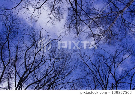 冬日森林裡，我抬頭望去，看到一條藍色的邊界線。 139837563