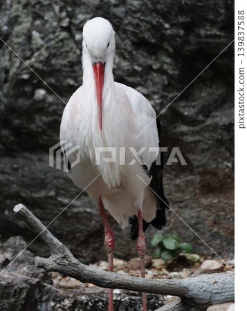 Stork Stork 139837588