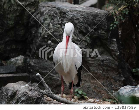 Stork Stork 139837589
