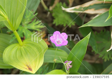 Hakusan's alpine plant, Geranium thunbergii 139837595