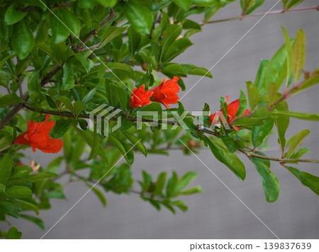 石榴樹的紅色花朵 石榴樹的紅色花朵 139837639
