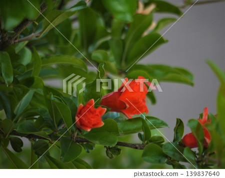 石榴樹的紅色花朵 石榴樹的紅色花朵 139837640